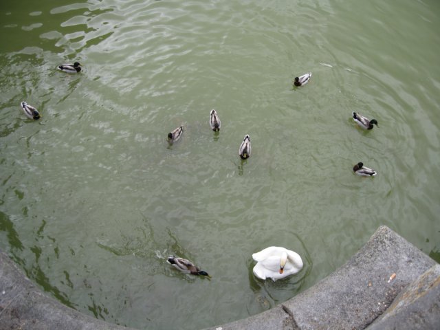laontwinningmay2006033.jpg
